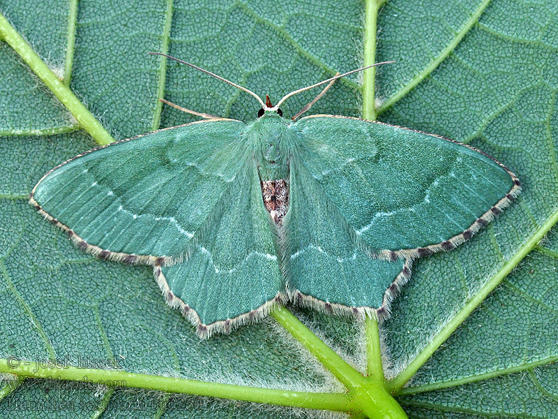 Gebüsch-Grünspanner Hemithea aestivaria