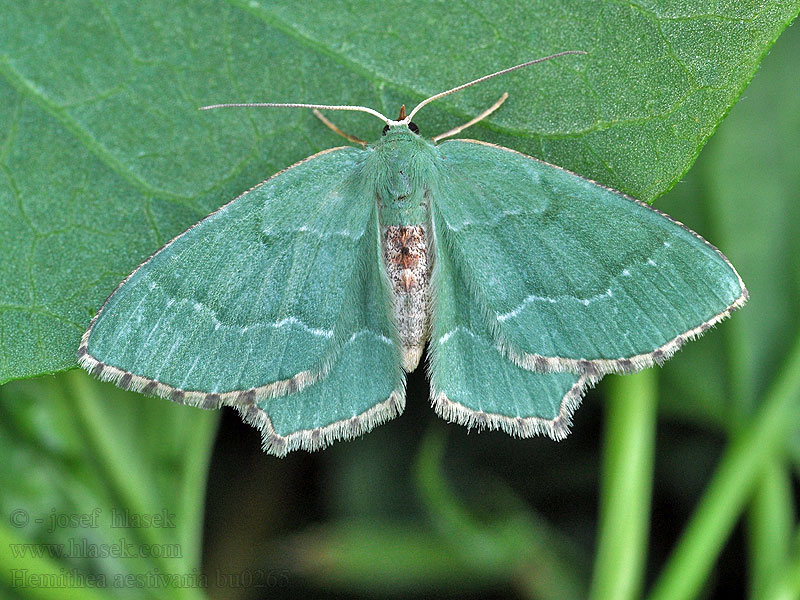 Piadivka letná Hemithea aestivaria