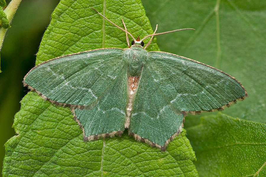 Gebüsch-Grünspanner Zelenopláštník trnkový Hemithea aestivaria