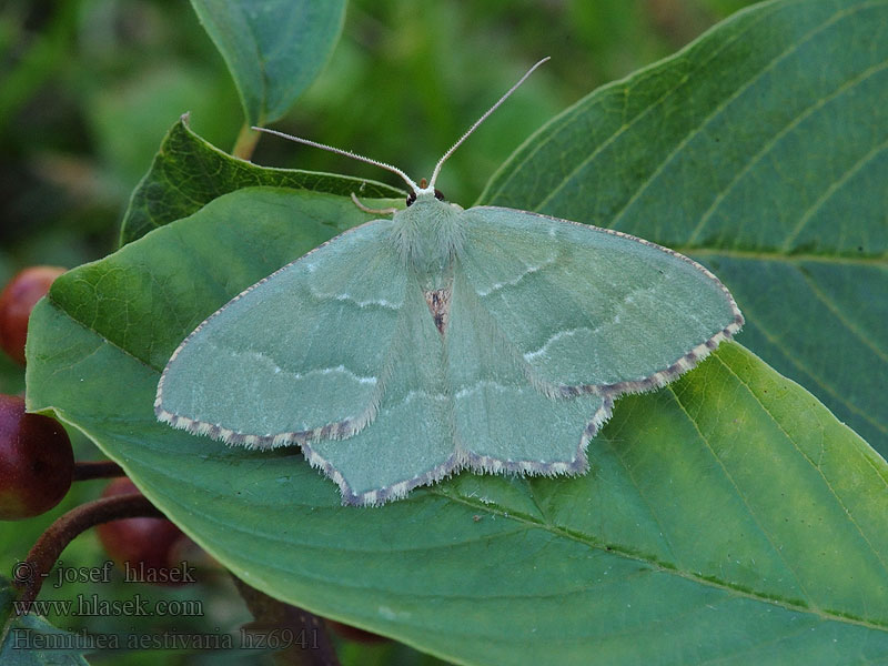 Zelenopláštník trnkový Hemithea aestivaria