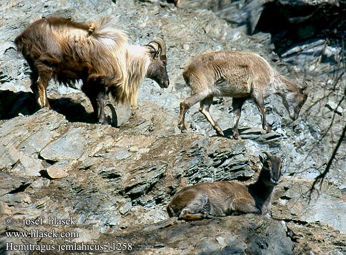 Hemitragus jemlahicus Himalayan tahr Tahren Jharal Tahr Himalaya himalayani Himalaja Tahr Tar himalajski Thar himalájsky Tahr himálajský Himalayatahr 喜马拉雅塔尔羊（ Jagla Kras Kart Jhula Jharal Esbu Radong Nak Tehr Jehr Гималайский тар ヒマラヤタール（ Sörényes tahr ھىمالايا چۇپۇرلۇق قويى