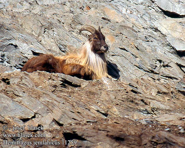 Tahr Himalaya himalayani Himalaja Tahr Tar himalajski Thar himalájsky Tahr himálajský Himalayatahr 喜马拉雅塔尔羊（ Jagla Kras Kart Jhula Jharal Esbu Radong Nak Tehr Jehr Гималайский тар ヒマラヤタール（ Sörényes tahr ھىمالايا چۇپۇرلۇق قويى Hemitragus jemlahicus Himalayan tahr Tahren Jharal