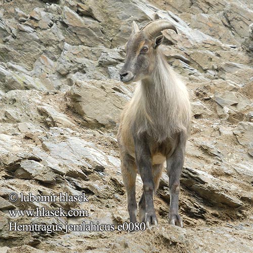 Tahr himálajský Himalayatahr 喜马拉雅塔尔羊（ Jagla Kras Kart Jhula Jharal Esbu Radong Nak Tehr Jehr Гималайский тар ヒマラヤタール（ Sörényes tahr ھىمالايا چۇپۇرلۇق قويى Hemitragus jemlahicus Himalayan tahr Tahren Jharal Tahr Himalaya himalayani Himalaja Tahr Tar himalajski Thar himalájsky