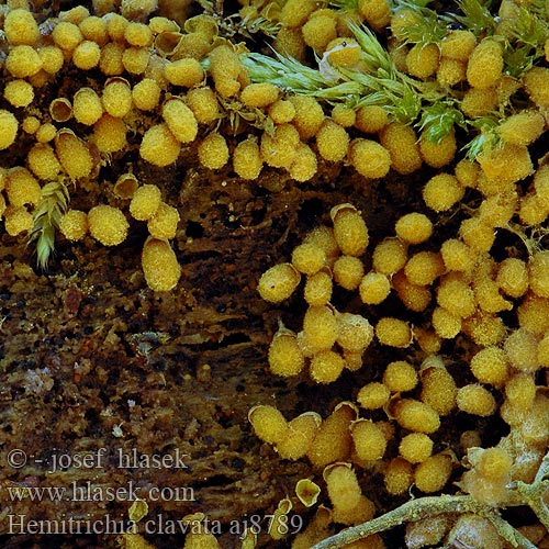 Hemitrichia clavata Arcyria Vlasenka kyjovitá Vlasovníčka kyjačikovitá Yellow-fuzz Cone Slime Doorschijnend Langdraadwatje