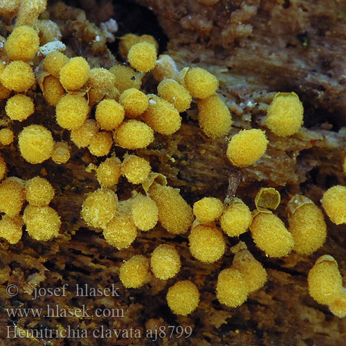 Yellow-fuzz Cone Slime Doorschijnend Langdraadwatje Hemitrichia clavata Arcyria Vlasenka kyjovitá Vlasovníčka kyjačikovitá