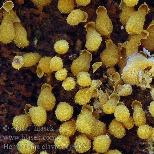 Doorschijnend Langdraadwatje Hemitrichia clavata Arcyria Vlasenka kyjovitá Vlasovníčka kyjačikovitá Yellow-fuzz Cone Slime