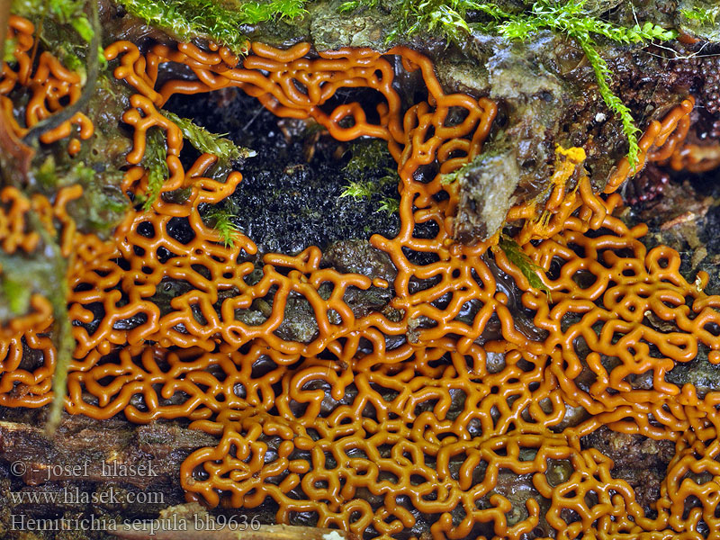 Hemitrichia serpula Mucor Trichia Arcyria Vlasenka plazivá