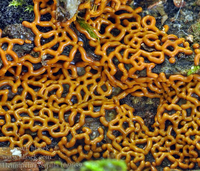 Pretzel Slime Mould Hémitrichie mérule Netvormig