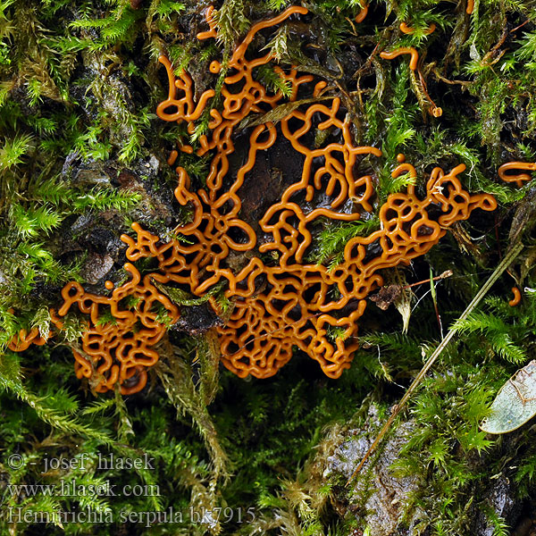 Хемитрихия серпула змеевидная Hemitrichia serpula