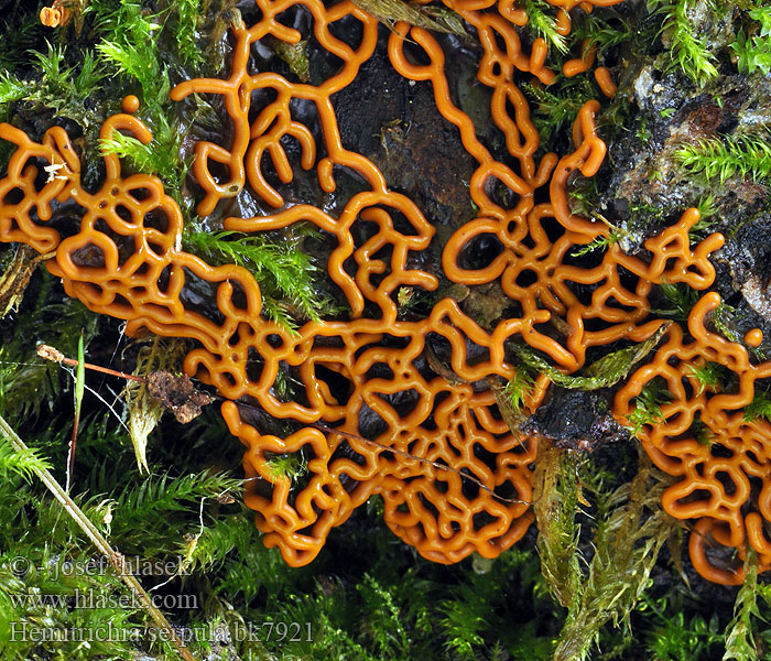 Vlasenka plazivá Pretzel Slime Mould Hémitrichie mérule Netvormig Langdraadwatje ヘビヌカホコリ Hálós nyálkagomba Mrežasta zlatovka Zapletka czołgaczek Хемитрихия серпула змеевидная Hemitrichia serpula Mucor Trichia Arcyria