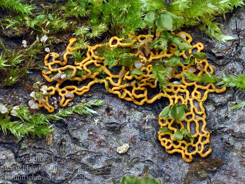 Hemitrichia serpula Vlasenka plazivá Zapletka czołgaczek