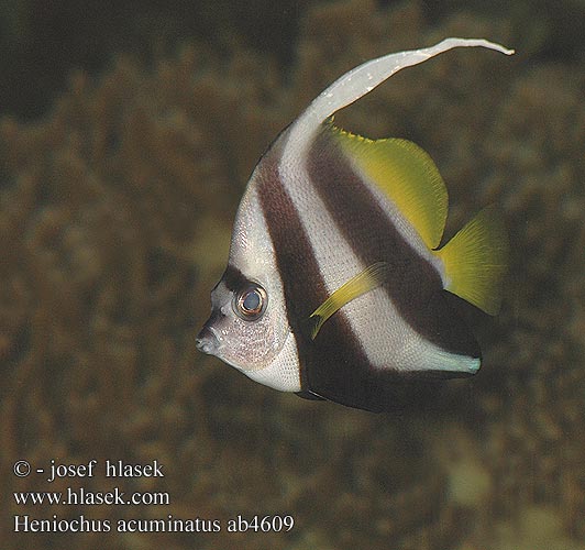 Heniochus acuminatus Longfin Bannerfish Pennant coralfish Gemeiner Wimpelfisch ދިދަމަސް ބިބީ ハタタテダイ Щетинозуб вымпельный Viirikala Långfenad vimpelfisk ปลาโนรี 馬夫魚 Klipka hrotcová hrostistá Motylek czarnopręgi Poisson papillon cocher Gewone wimpelvis Pesce angelo