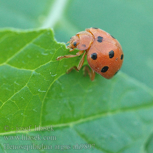 Henosepilachna argus Coccinelle melon Zaunrüben-Marienkäfer Heggeranklieveheersbeestje Bryony Ladybird