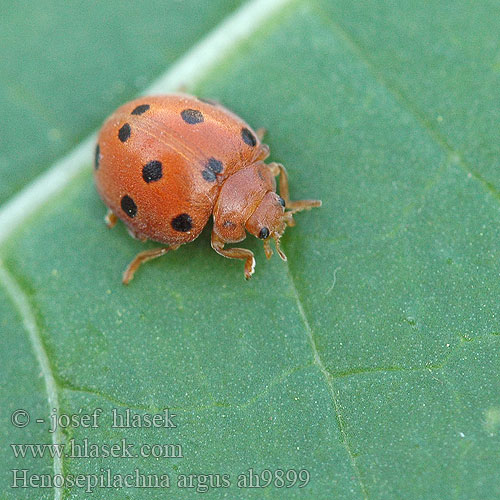 Henosepilachna argus Zaunrüben-Marienkäfer Heggeranklieveheersbeestje Bryony Ladybird Epilachna Hepilachna chrysomelina Coccinelle melon