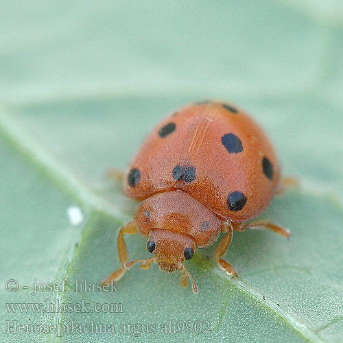 Henosepilachna argus Heggeranklieveheersbeestje Bryony Ladybird Epilachna Hepilachna chrysomelina Coccinelle melon