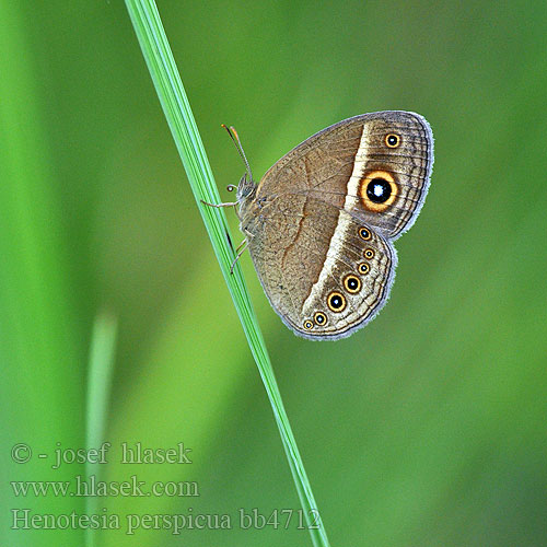 Henotesia perspicua Eyed bush brown Marsh patroller