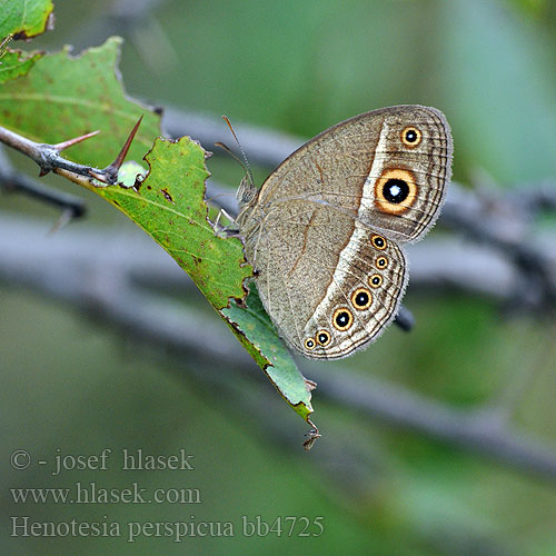 Eyed bush brown Marsh patroller Henotesia perspicua