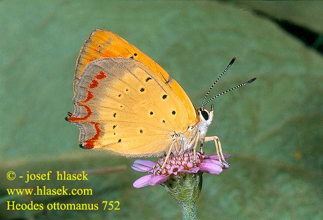 Heodes ottomanus Lycaena ottomana Grecian Copper