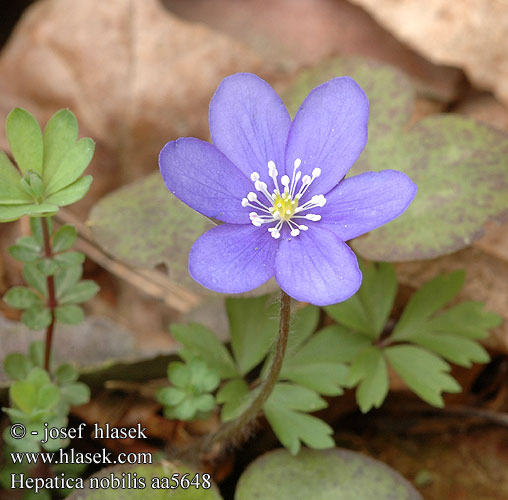 Hepatica nobilis Hepatica Hepatica Blå Anemone Anémone hépatique