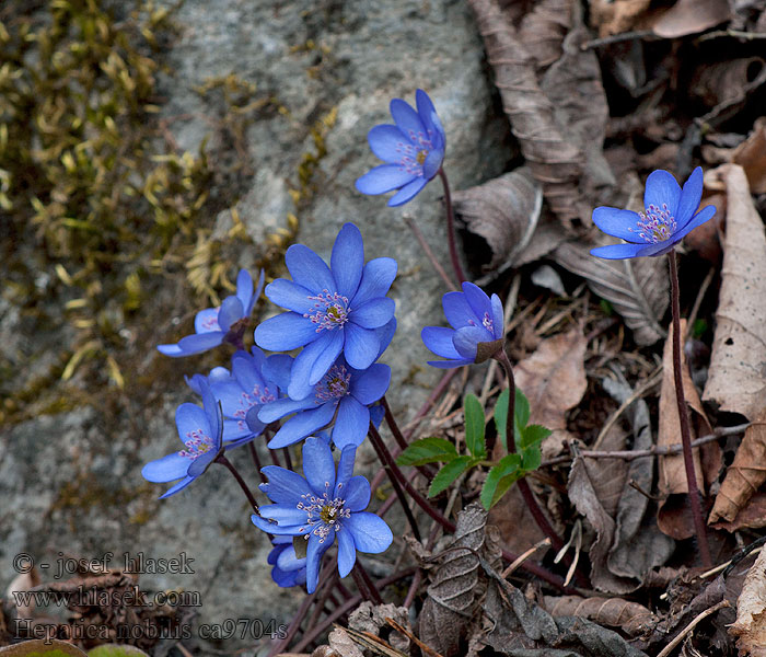 Hepatica nobilis