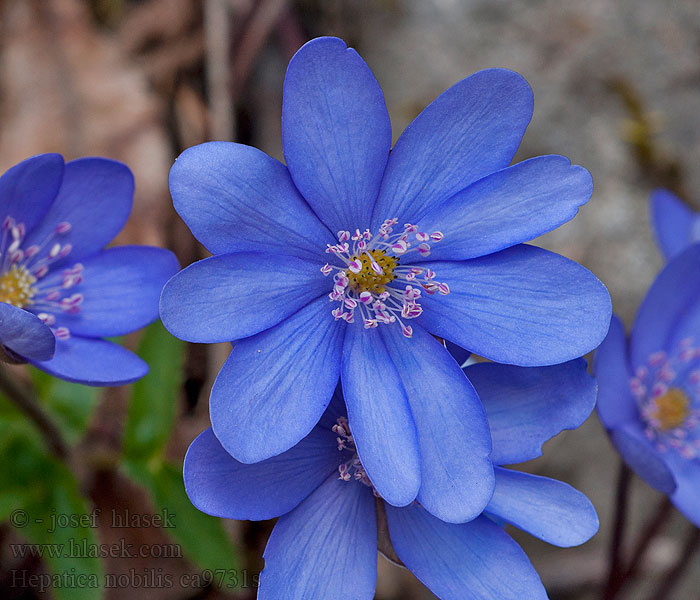 Hepatica nobilis