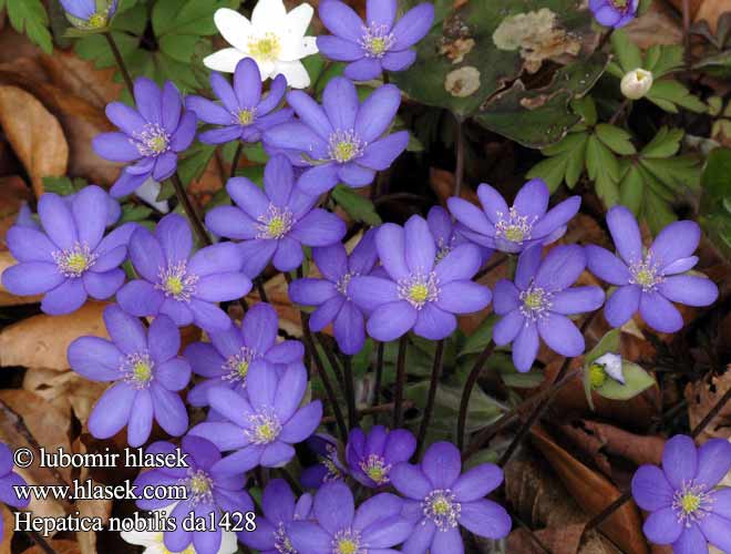 Печіночниця звичайна Hepatica Májvirág Leberblümchen