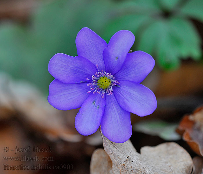 Jaterník trojlaločný Hepatica nobilis