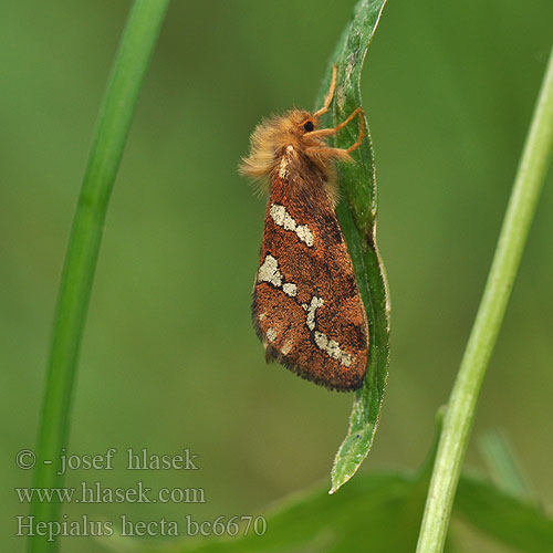 Hepialus hecta Phymatopus hectus Gold Swift Hrotnokřídlec lesní