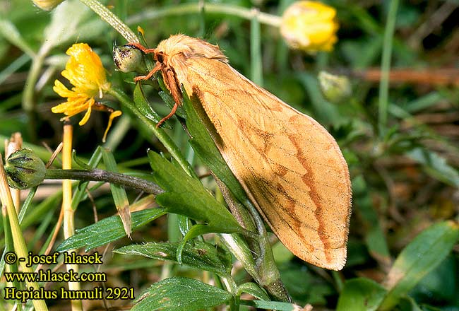 Hepialus humuli 2921