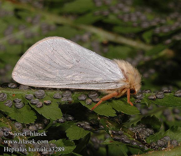 Hepialus humuli a3289