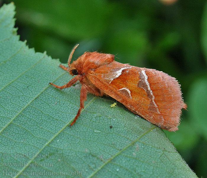 Hepialus lupulinus Pharmacis lupulina Hrotnokřídlec zahradní