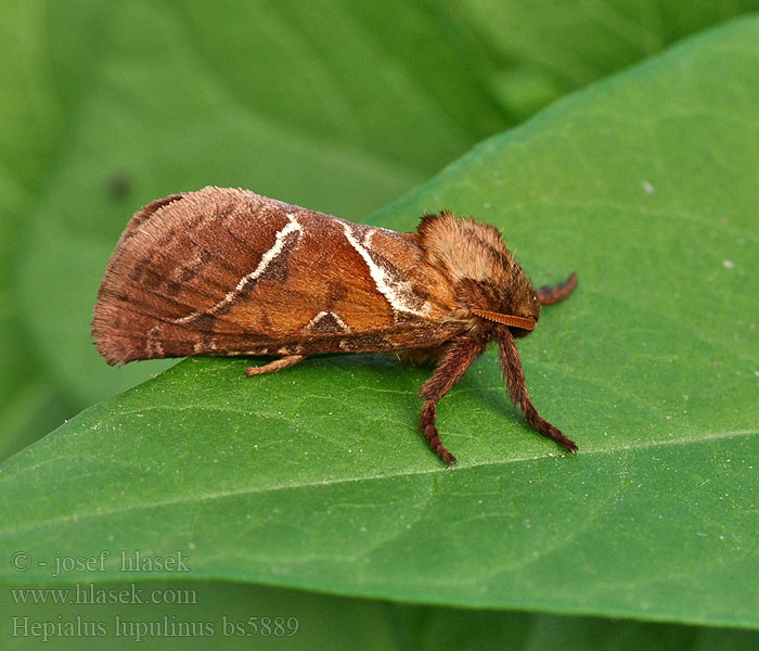 Hepialus lupulinus Pharmacis lupulina Kleiner Hopfenspinner