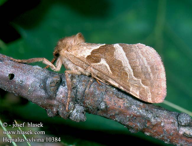 Hepialus sylvina Triodia Orange Swift Ampfer-Wurzelbohrer Hrotnokřídlec salátový