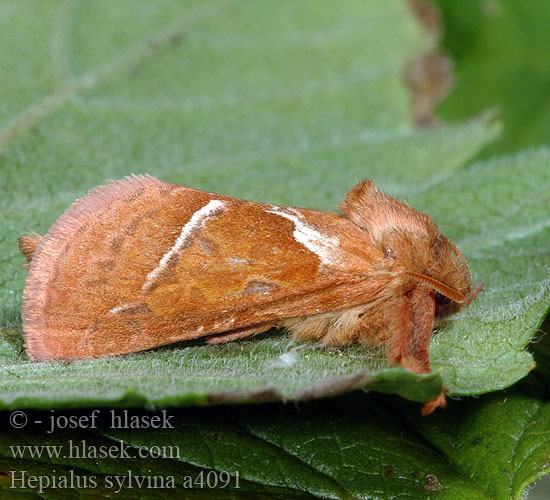 Kis gyökérrágólepke Лесной тонкопряд Hepialus sylvina