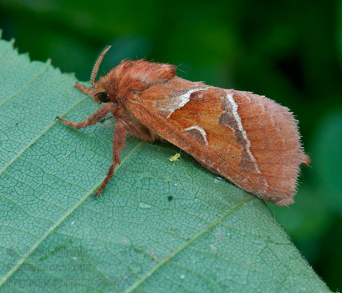 Orange Swift Hepialus sylvina