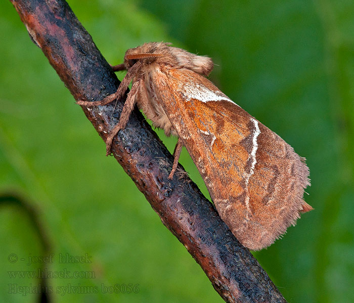 Ampfer-Wurzelbohrer Hepialus sylvina