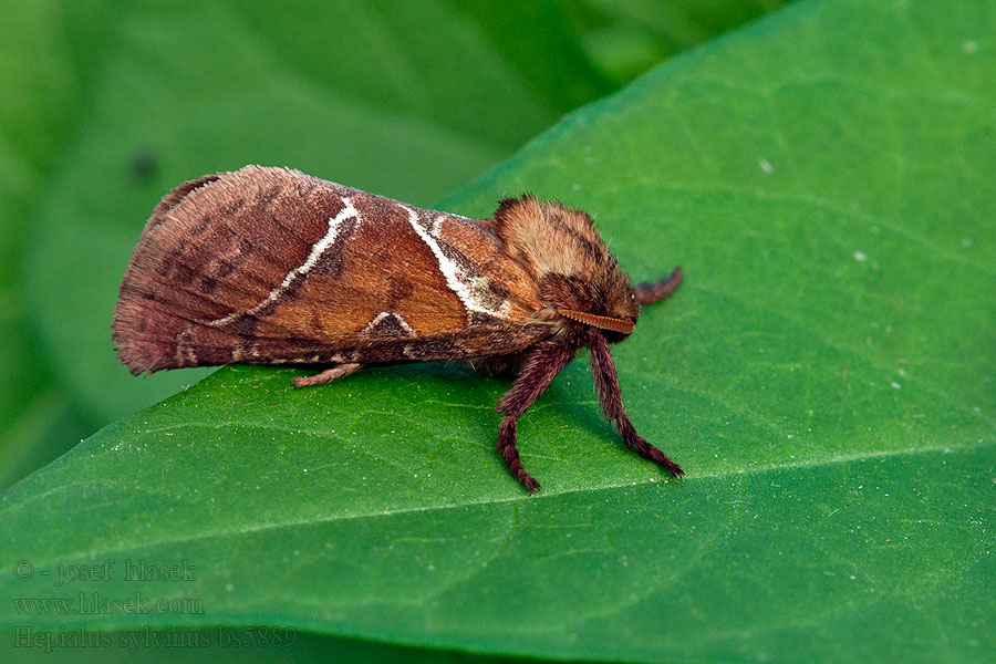 Hrotnokřídlec salátový Hepialus sylvina