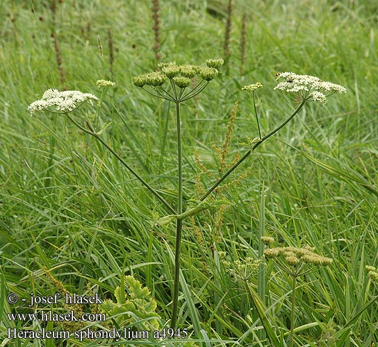 Heracleum sphondylium Hogweed Bjorneklo Berce prés Patte-d'ours