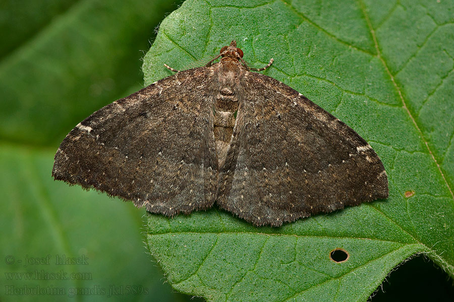 Herbulotina grandis