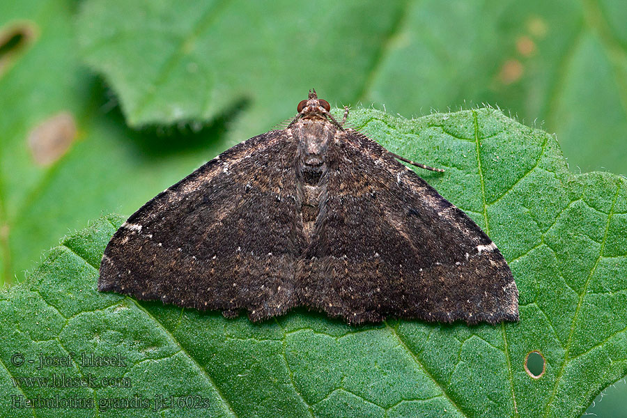 Herbulotina grandis