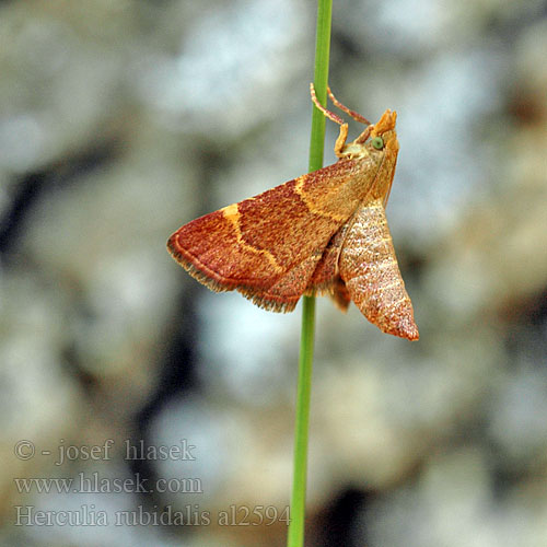 Herculia rubidalis Hypsopygia Ocrasa  Orthopygia Pyralis Vijačka červenohnedá