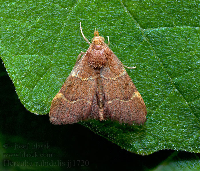 Herculia rubidalis Hypsopygia Ocrasa Orthopygia Pyralis Vijačka červenohnedá