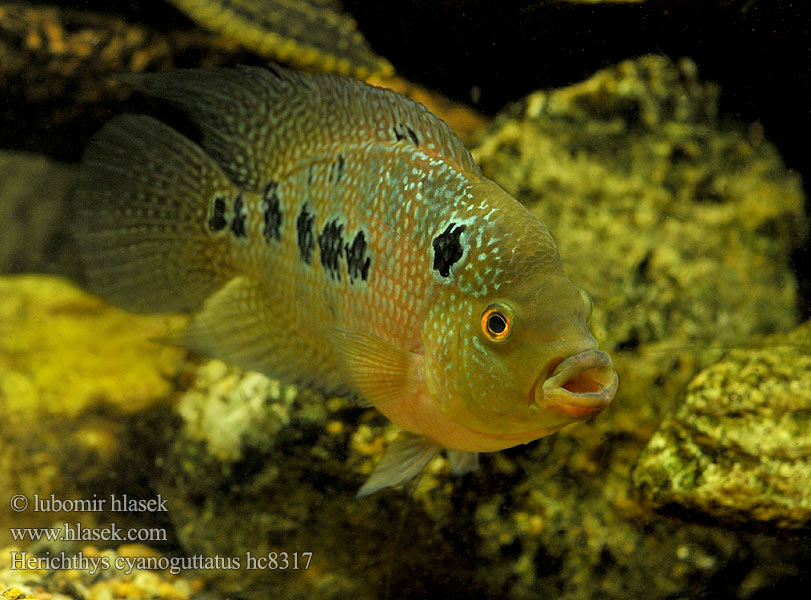 Herichthys cyanoguttatus Cichlasoma cyanoguttatum Perlcichlide Texas cichlid Cichlidé Texas Kančík modroskvrnný Texas-ciklide Pielęgnica perłowa Teksasinkirjoahven سیکلید تگزاسی