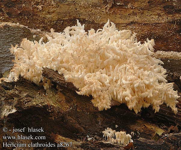 Hericium clathroides ramosum coralloides Coral tooth