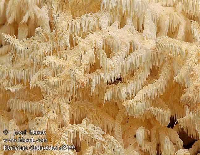 Hericium clathroides Hydne corail rameux Kammetjesstekelzwam