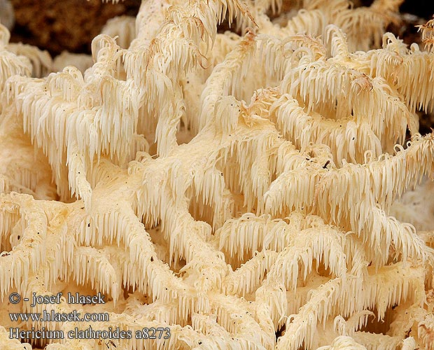 Hericium clathroides Ästiger Stachelbart Soplówka gałęzista