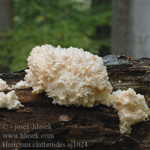 Hericium clathroides Korálovec bukový