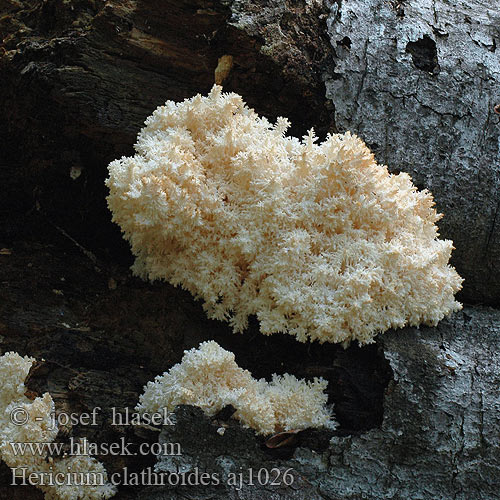 Hericium clathroides Ежовик коралловидный