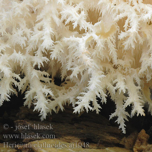 Hericium clathroides Kammetjesstekelzwam Petrezselyemgomba