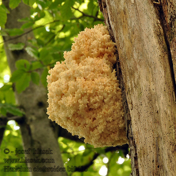 Hericium clathroides bi0416